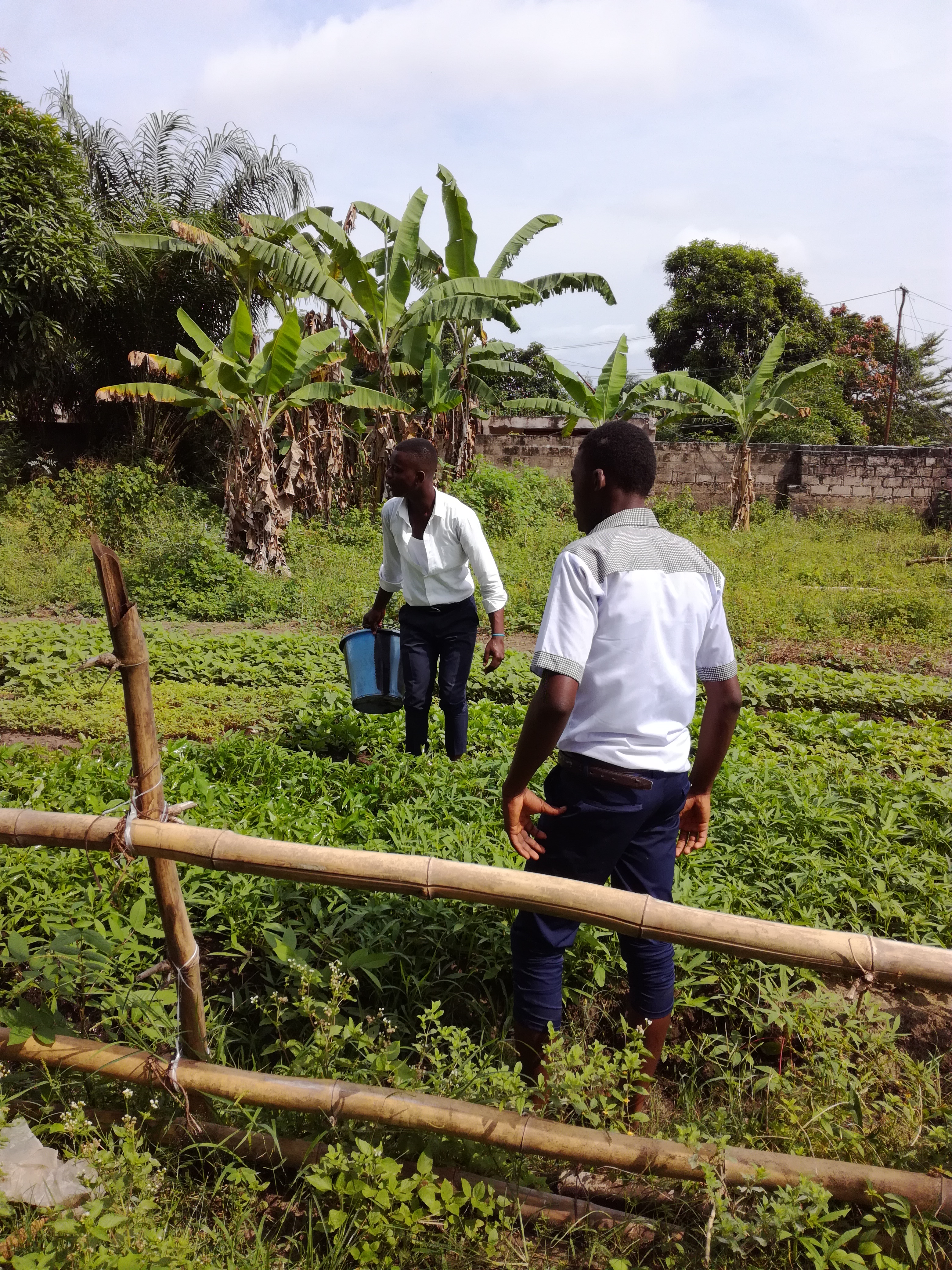 Potager scolaire (2)