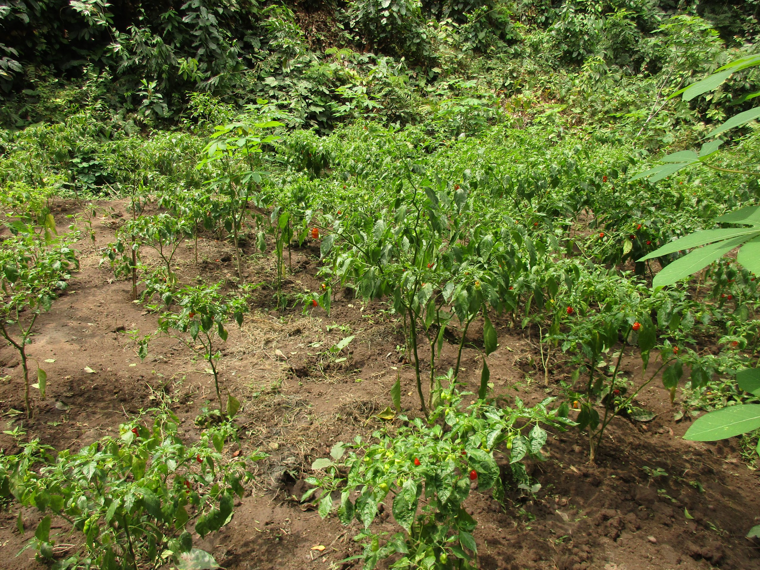 Plants de piments